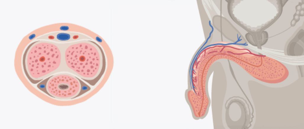 Illustration of a non-erect penis