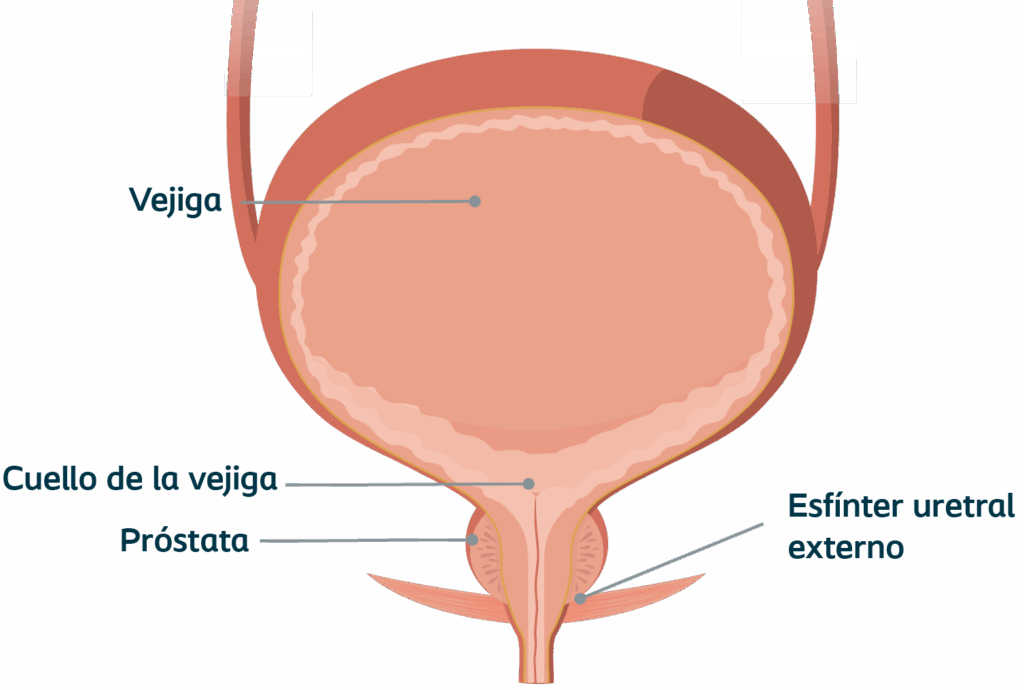 cpmh_sui_normal-prostate