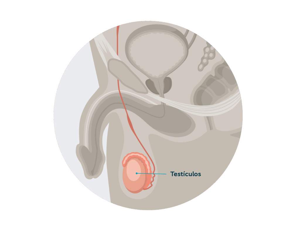 tr_testicle overview-01
